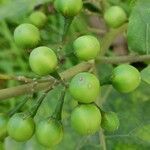 Solanum torvum fruit picture by Sudhanshu Kumar (cc-by-sa)