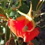 Tropaeolum majus fruit picture by Barvová Soňa (cc-by-sa)