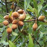 Brabejum stellatifolium fruit picture by Daniel Barthelemy (cc-by-nc)