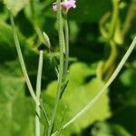 Epilobium tetragonum flower picture by Jean Marshall (cc-by-sa)