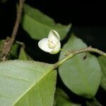 Peltostigma guatemalense fruit picture by Nelson Zamora Villalobos (cc-by-nc)