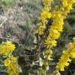 Verbascum lychnitis fruit picture by Paul CANDLE (cc-by-sa)