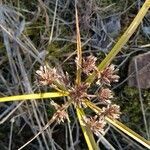 Cyperus eragrostis flower picture by Víctor Gonzalez (cc-by-sa)