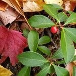 Gaultheria procumbens fruit picture by Julia H (cc-by-sa)