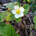 Fragaria moschata flower picture by Remi chausse (cc-by-sa)