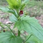 Scrophularia peregrina flower picture by Flor Alex (cc-by-sa)