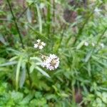 Verbena litoralis flower picture by Jimi Dias Maggi (cc-by-sa)