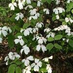 Cornus florida flower picture by Campos Juan (cc-by-sa)