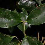 Eugenia siggersii leaf picture by Nelson Zamora Villalobos (cc-by-nc)