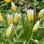 Tulipa sylvestris flower picture by ben vc (cc-by-sa)