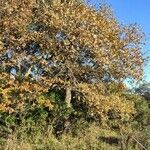 Quercus petraea habit picture by Dabronzo Carlo (cc-by-sa)