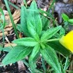 Oenothera fruticosa leaf picture by lauren krueger (cc-by-sa)