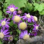 Pericallis echinata flower picture by Mel Mun (cc-by-sa)