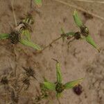 Mitracarpus hirtus habit picture by Maarten Vanhove (cc-by-sa)