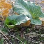 Arum pictum leaf picture by Samuel Hricko (cc-by-sa)