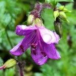 Geranium reuteri flower picture by Mel Mun (cc-by-sa)