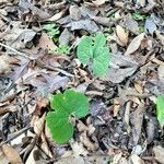 Sanguinaria canadensis habit picture by Corrine Marshall (cc-by-sa)