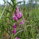 Polygala nicaeensis flower picture by Francesco Reverberi (cc-by-sa)