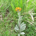 Tephroseris integrifolia habit picture by Emanuele Santarelli (cc-by-sa)