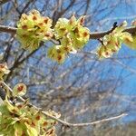 Ulmus minor flower picture by Teresoulini (cc-by-sa)