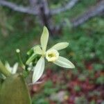 Vanilla pompona flower picture by christiane Fazer (cc-by-sa)