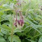 Geum rivale fruit picture by Andrey Radonezhsky (cc-by-sa)