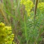 Galium verum leaf picture by Alain Haye (cc-by-sa)