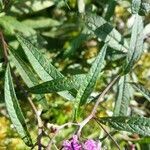 Vernonia noveboracensis leaf picture by Lorelei Knight (cc-by-sa)