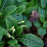 Primula x polyantha habit picture by Maarten Vanhove (cc-by-sa)