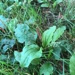 Plantago major flower picture by Jiske JiskePool (cc-by-sa)