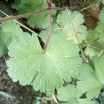 Geranium sibiricum leaf picture by Raffaello 2 Garofalo (cc-by-sa)