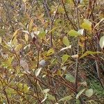 Salix bicolor habit picture by Yoan MARTIN (cc-by-sa)