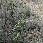 Vincetoxicum nigrum habit picture by John Walsh (cc-by-sa)