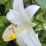 Lilium candidum flower picture by Alin (cc-by-sa)