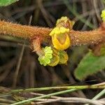 Byrsonima verbascifolia flower picture by Denis Bastianelli (cc-by-sa)