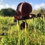 Iris petrana flower picture by omer bennun (cc-by-sa)