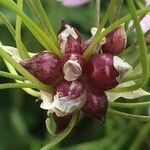 Allium roseum fruit picture by Jeff B (cc-by-sa)