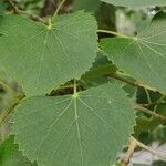 Tilia mongolica leaf picture by Dieter Albrecht (cc-by-sa)