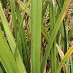 Cyperus dives leaf picture by susan brown (cc-by-sa)