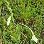 Gladiolus gunnisii habit picture by susan brown (cc-by-sa)