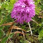 Anacamptis pyramidalis flower picture by Barry Cornelius (cc-by-sa)