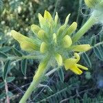 Astragalus alopecuroides flower picture by Diego Alex (cc-by-sa)