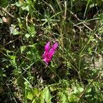 Cyclamen repandum habit picture by Patrice Nodet (cc-by-sa)