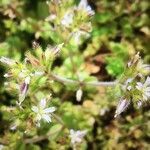 Cerastium glomeratum flower picture by Anne Perdereau (cc-by-sa)