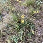 Bupleurum rigidum flower picture by Pierre Malard (cc-by-sa)