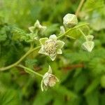 Rubus idaeus flower picture by friedl (cc-by-sa)