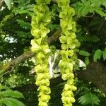 Pterocarya fraxinifolia flower picture by arthur pouillart (cc-by-sa)