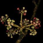 Dendropanax globosus fruit picture by Nelson Zamora Villalobos (cc-by-nc)