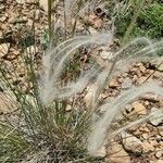 Stipa pennata leaf picture by Ilir Zgjani (cc-by-sa)