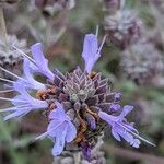 Salvia clevelandii flower picture by Johnny Poppyseed (cc-by-sa)